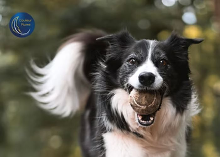 Comment traverser un deuil animalier ?